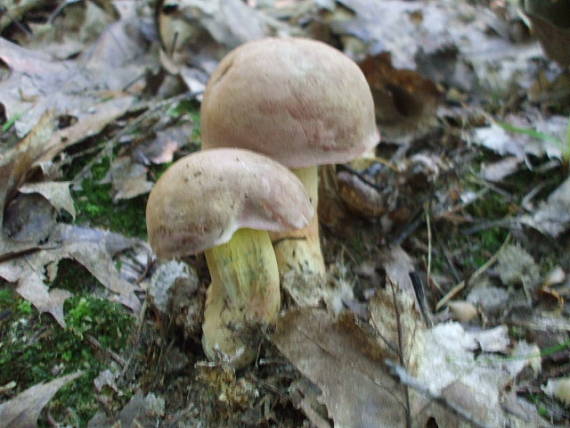 hríb nádherný Butyriboletus fuscoroseus (Smotl.) Vizzini & Gelardi