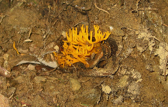 parôžkovec lepkavý Calocera viscosa (Pers.) Fr.