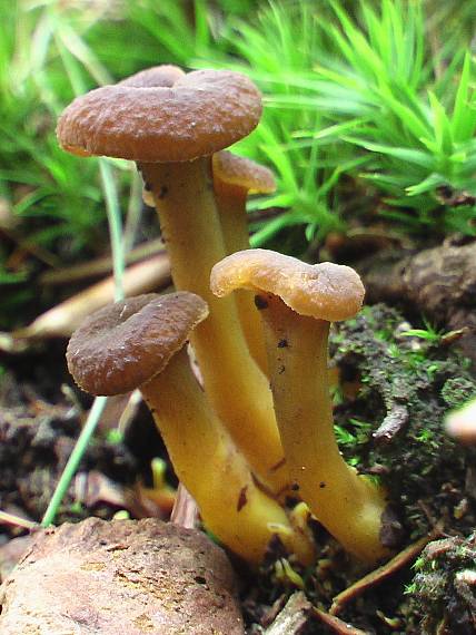 kuriatko Cantharellus sp.