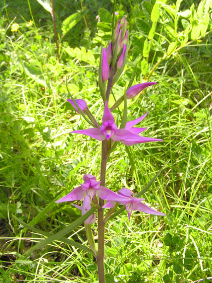 prilbovka červená Cephalanthera rubra (L.) Rich.