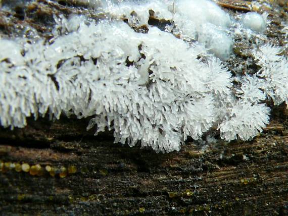 válečkovka keříčkovitá - Rohačka kríčkovitá Ceratiomyxa fruticulosa var. fruticulosa  (O.F. Müll.) T. Macbr