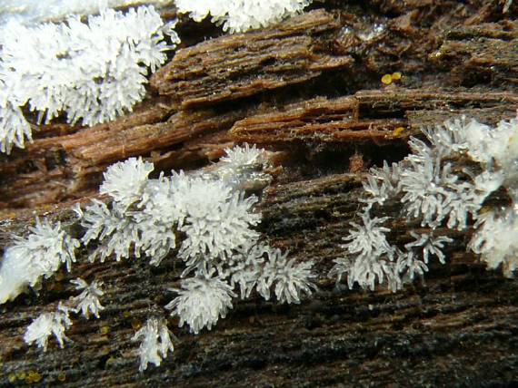 válečkovka keříčkovitá - Rohačka kríčkovitá Ceratiomyxa fruticulosa var. fruticulosa  (O.F. Müll.) T. Macbr