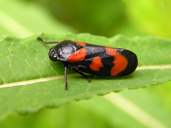 peniarka červená / pěnodějka červená Cercopis vulnerata Rossi, 1807