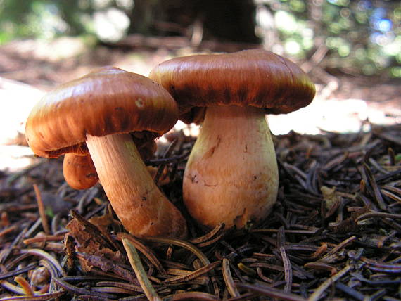 pavučinovec Cortinarius sp.