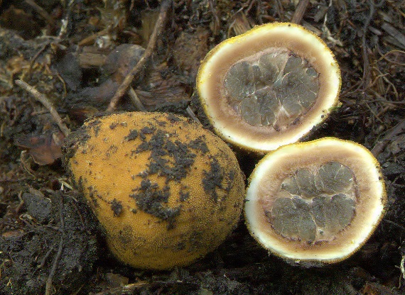 srnka obyčajná Elaphomyces granulatus Fr.