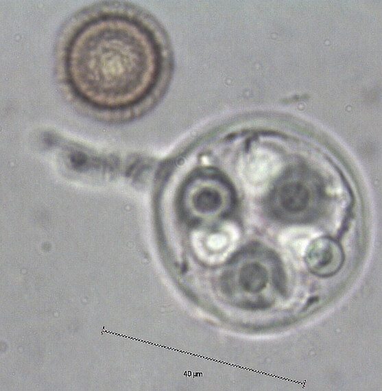 srnka obyčajná Elaphomyces granulatus Fr.