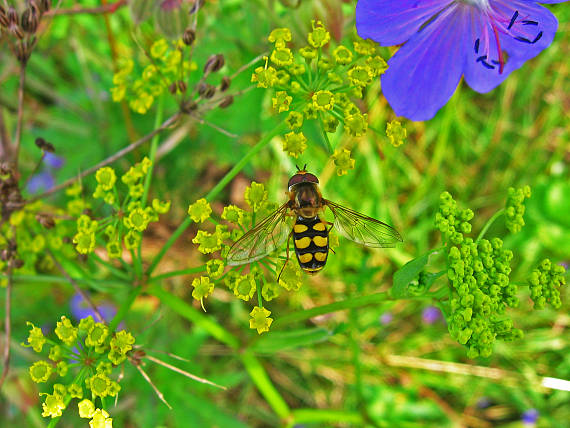 pestrica ♂ Eupeodes latifasciatus  (Macquart, 1829)