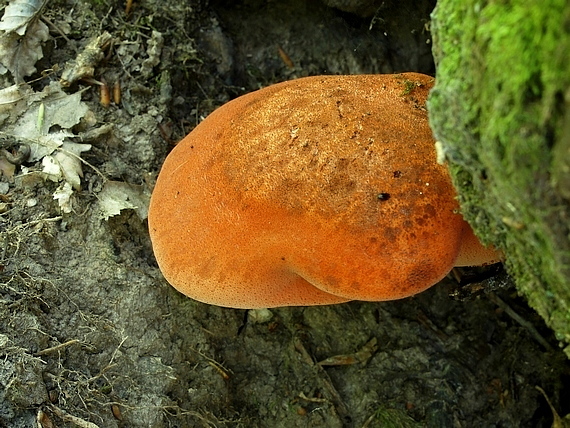 pečeňovec dubový Fistulina hepatica (Schaeff.) With.