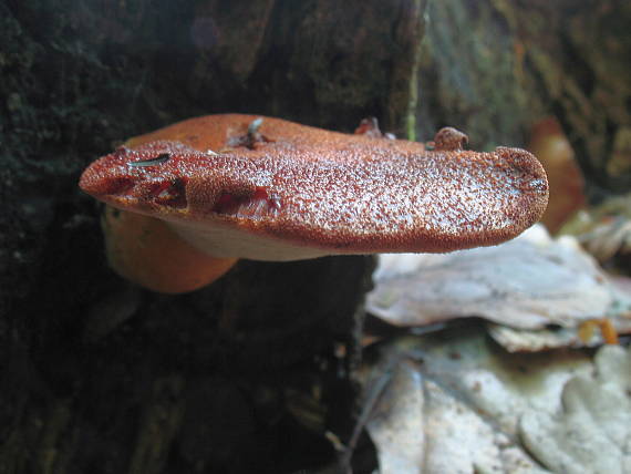 pečeňovec dubový Fistulina hepatica (Schaeff.) With.