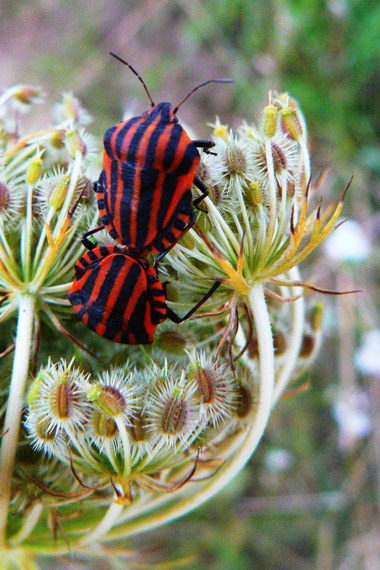 bzdocha pásavá Graphosoma lineatum