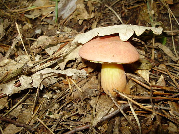 suchohríb karmínový Hortiboletus rubellus (Krombh.) Simonini, Vizzini & Gelardi