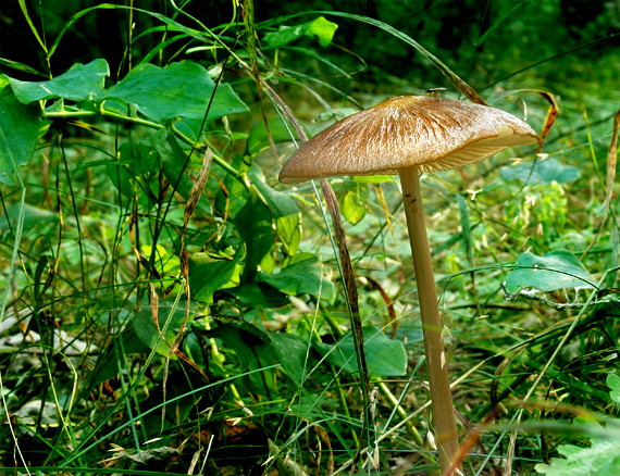 sliznačka koreňujúca Hymenopellis radicata (Relhan) R.H. Petersen