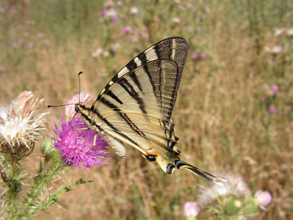 vidlochvost ovocný  Iphiclides podalirius