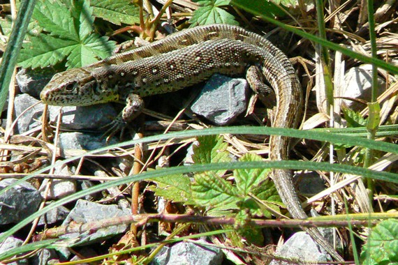 jašterica obyčajná-krátkohlavá Lacerta agilis agilis