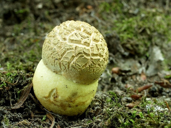 kozák žltopórový Leccinellum crocipodium (Letell.) Della Maggiora & Trassinelli