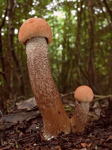 kozák osikový Leccinum albostipitatum den Bakker & Noordel.