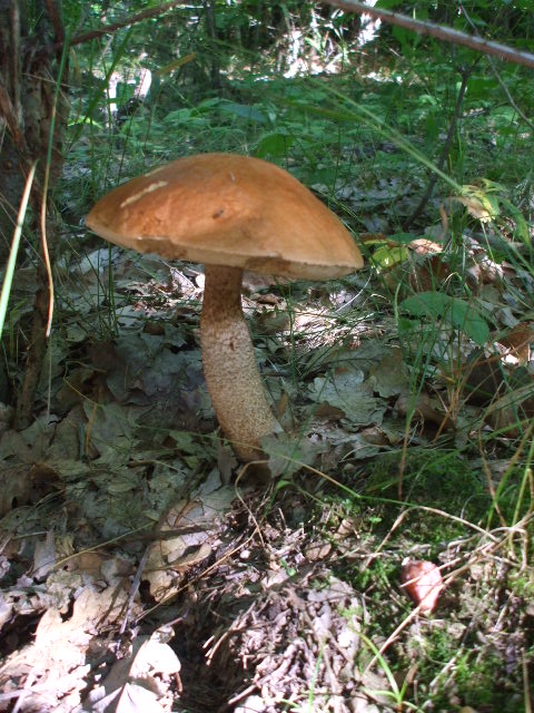 kozák dubový Leccinum aurantiacum (Bull.) Gray