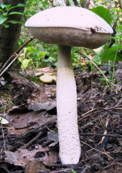 kozák biely Leccinum holopus (Rostk.) Watling