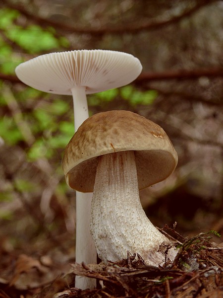 kozák hrabový Leccinum pseudoscabrum (Kallenb.) Šutara