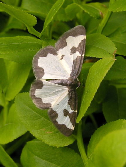 piadivka liesková / skvrnopásník lískový Lomaspilis marginata Linnaeus, 1758