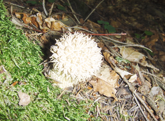 prášnica pichliačová Lycoperdon echinatum Pers.