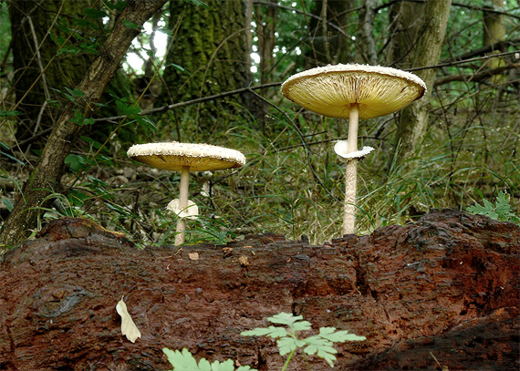 bedľa vysoká Macrolepiota procera (Scop.) Singer