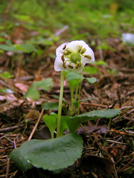 jednokvietok veľkokvetý Moneses uniflora (L.) A. Gray