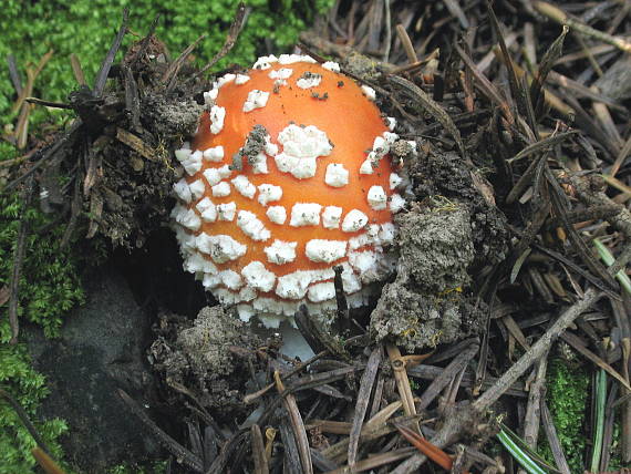 amanita muscaria MuchotrÃ¡vka ÄervenÃ¡