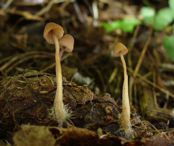 prilbička Mycena sp.