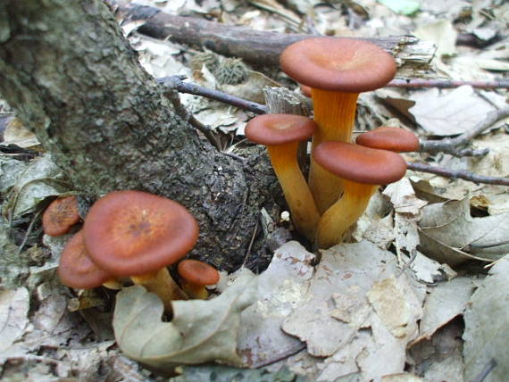 kališník hnedooranžový Omphalotus olearius (DC.) Singer