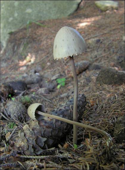 zvonovec obyčajný  Panaeolus papilionaceus (Bull.) Quél.