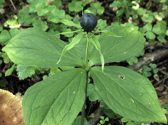 vranie oko štvorlisté Paris quadrifolia L.