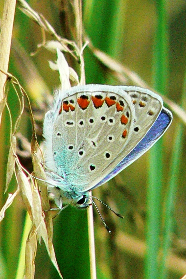 modráčik obyčajný Polyommatus icarus