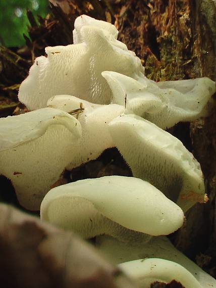 pajelenka želatínová Pseudohydnum gelatinosum (Scop.) P. Karst.