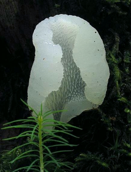 pajelenka želatínová Pseudohydnum gelatinosum (Scop.) P. Karst.