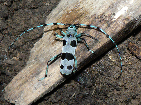 fuzáč alpský Rosalia alpina