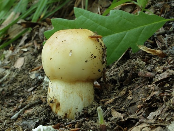 plávka smradľavá Russula foetens Pers.