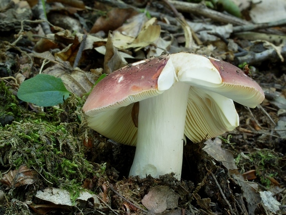 plávka Russula sp.