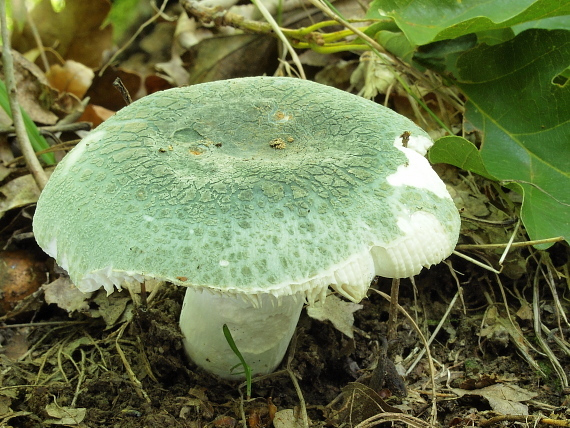 plávka zelenkastá Russula virescens (Schaeff.) Fr.