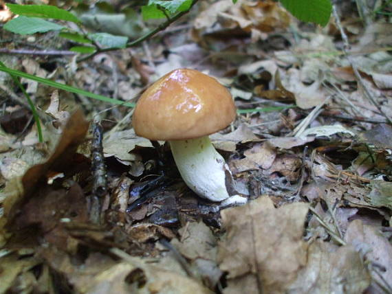 masliak zrnitý Suillus granulatus (L.) Roussel