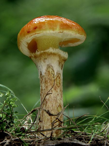 masliak smrekovcový Suillus grevillei (Klotzsch) Singer