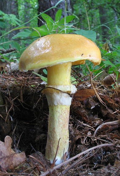 masliak smrekovcový Suillus grevillei (Klotzsch) Singer