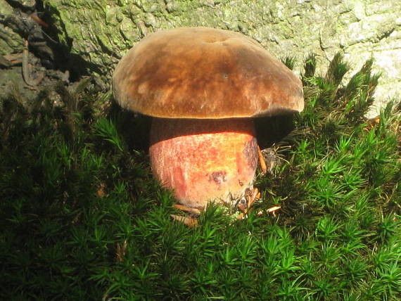 hríb zrnitohlúbikový Sutorius luridiformis (Rostk.) G. Wu & Zhu L. Yang