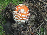 amanita muscaria