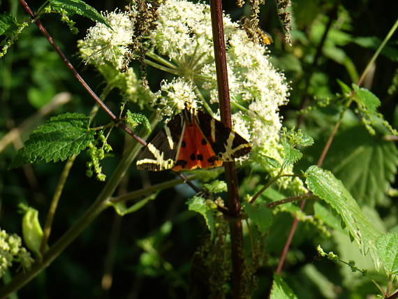 spriadač kostihojový (Euplagia quadripunctaria)