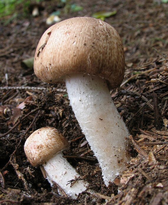 pečiarka lesná Agaricus sylvaticus Schaeff.