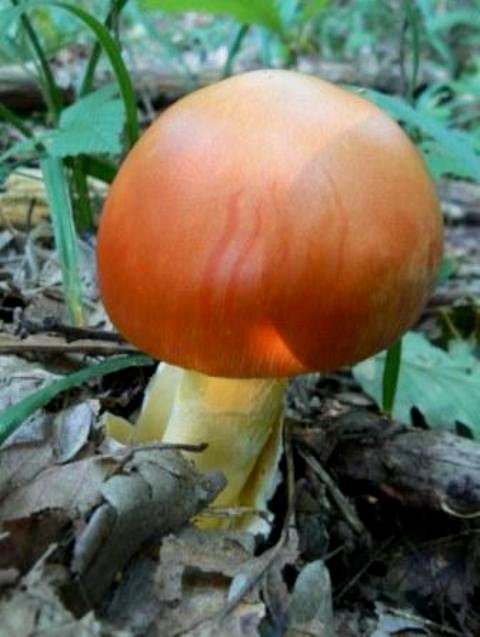 muchotrávka cisárska Amanita caesarea (Scop.) Pers.