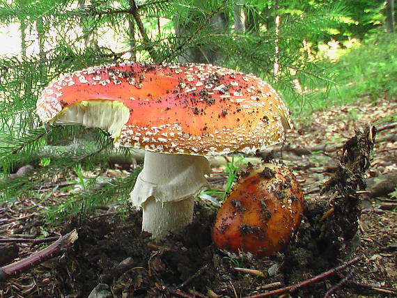 muchotrávka červená Amanita muscaria (L.) Lam.