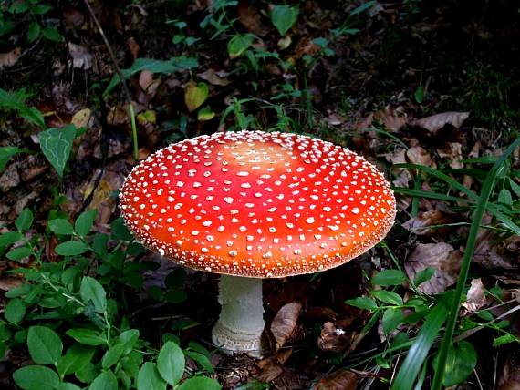 muchotrávka červená Amanita muscaria (L.) Lam.