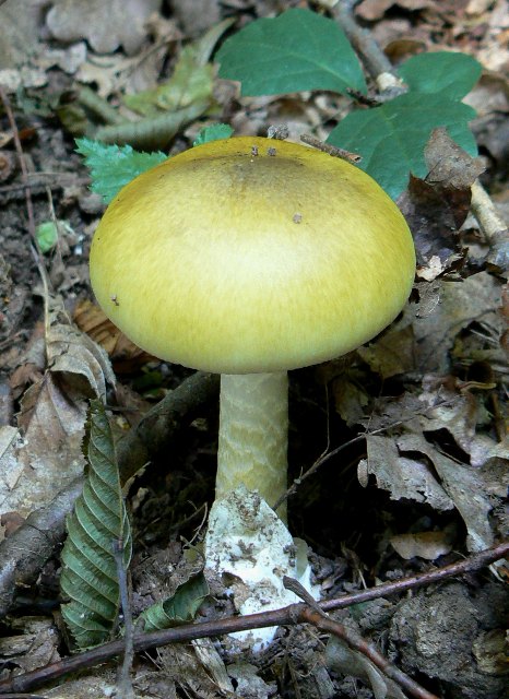 muchotrávka zelená Amanita phalloides (Vaill. ex Fr.) Link